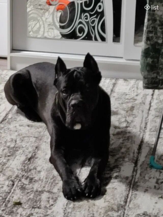 Кане-корсо Կանե-կոռսո Cane-Corso