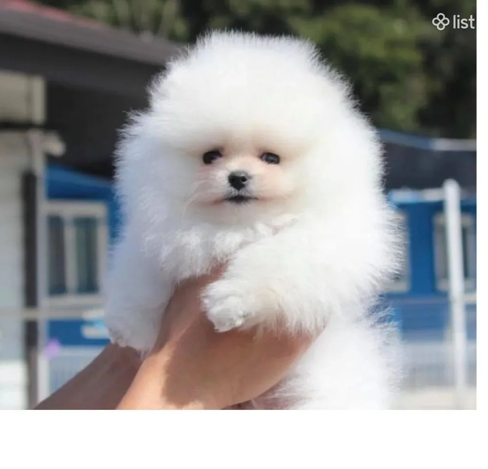 ՇՊԻՑ Պոմերանյան Շպից Померанский мини шпиц Pomeranian Mini Spitz